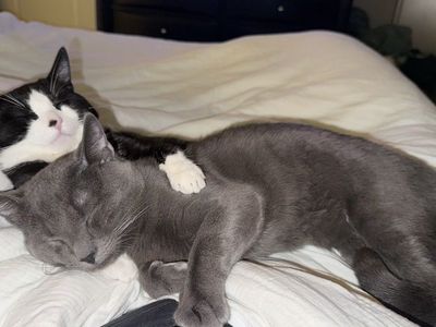 Male Cats