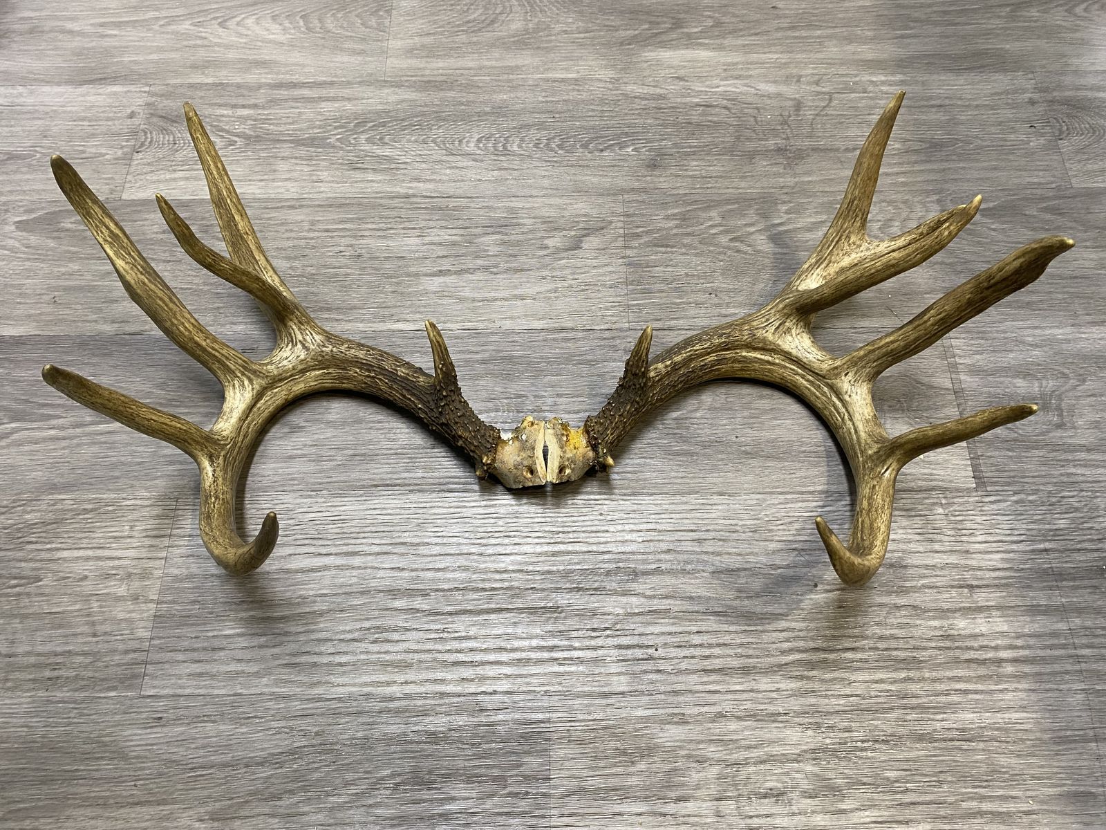 Heavy 7x6 Whitetail Antlers! 180” class Wild Buck