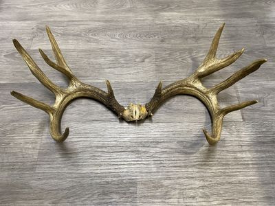 Heavy 7x6 Whitetail Antlers! 180” class Wild Buck