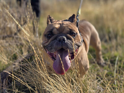 English Bulldog