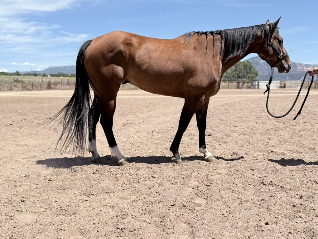 6 Year Old AQHA Gelding