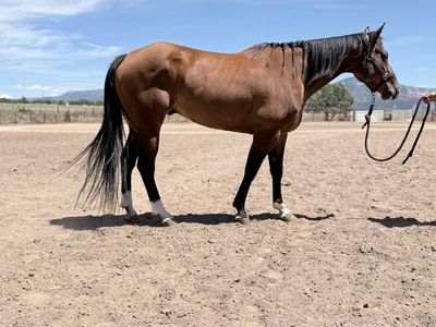 6 Year Old AQHA Gelding