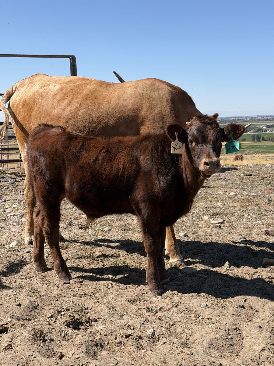 Longhorn Steer