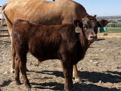 Longhorn Steer