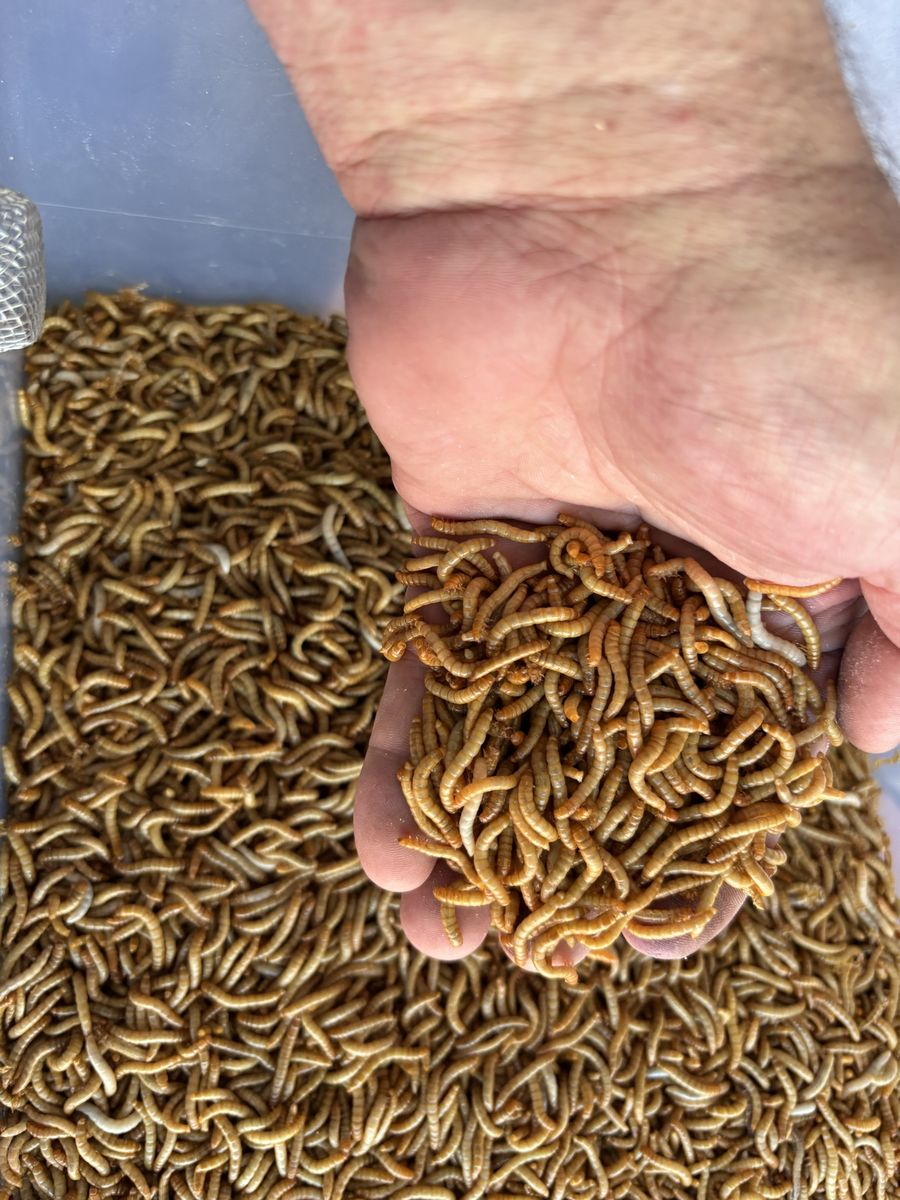 Mealworms