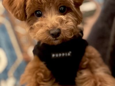 Tiny Ted toy poodle stud (under 3 lbs)