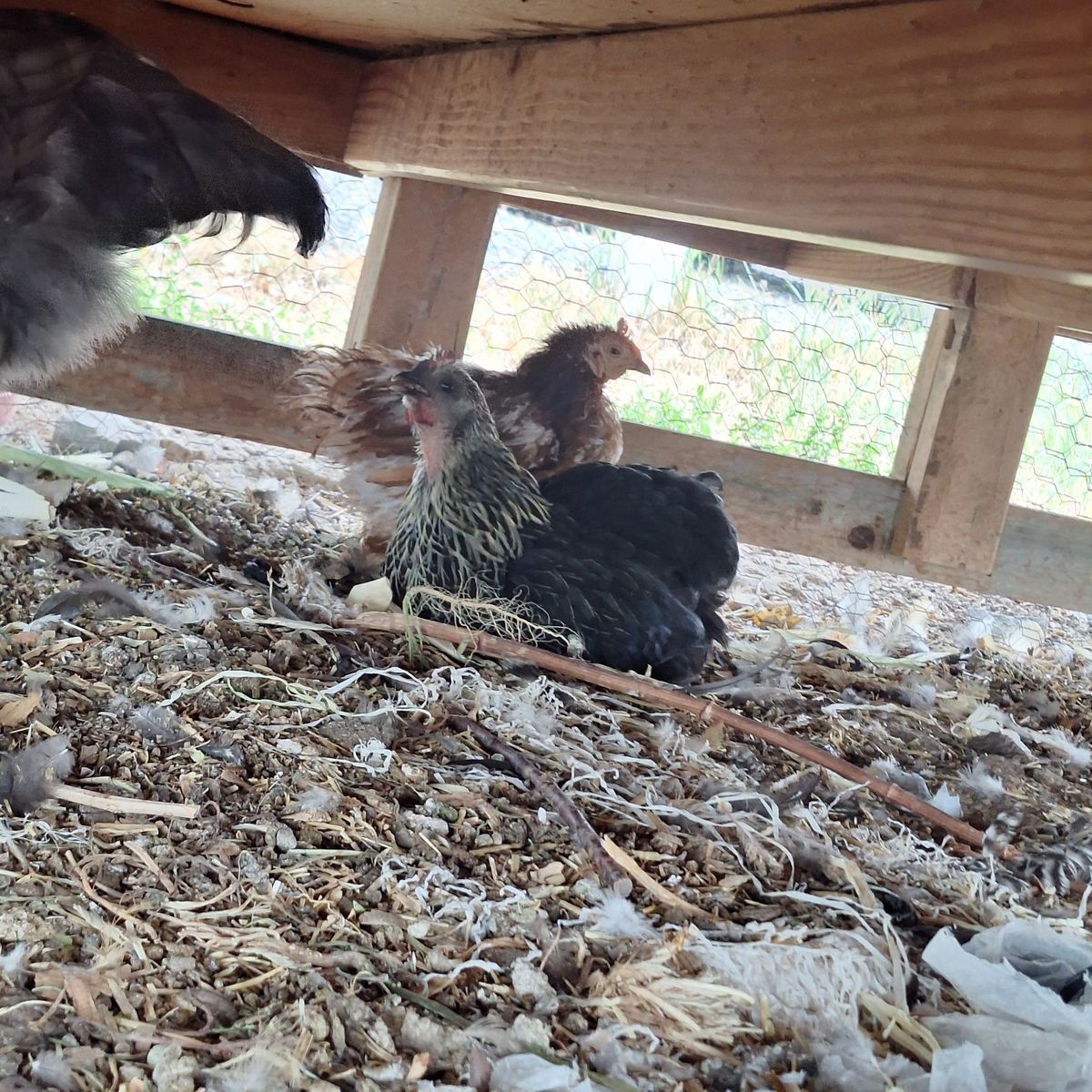 Black Plymouth Rock Bantam Chicken Hen - Laying Hen