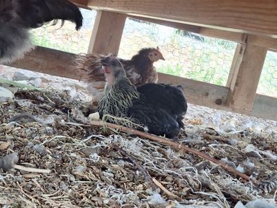 Black Plymouth Rock Bantam Chicken Hen - Laying Hen