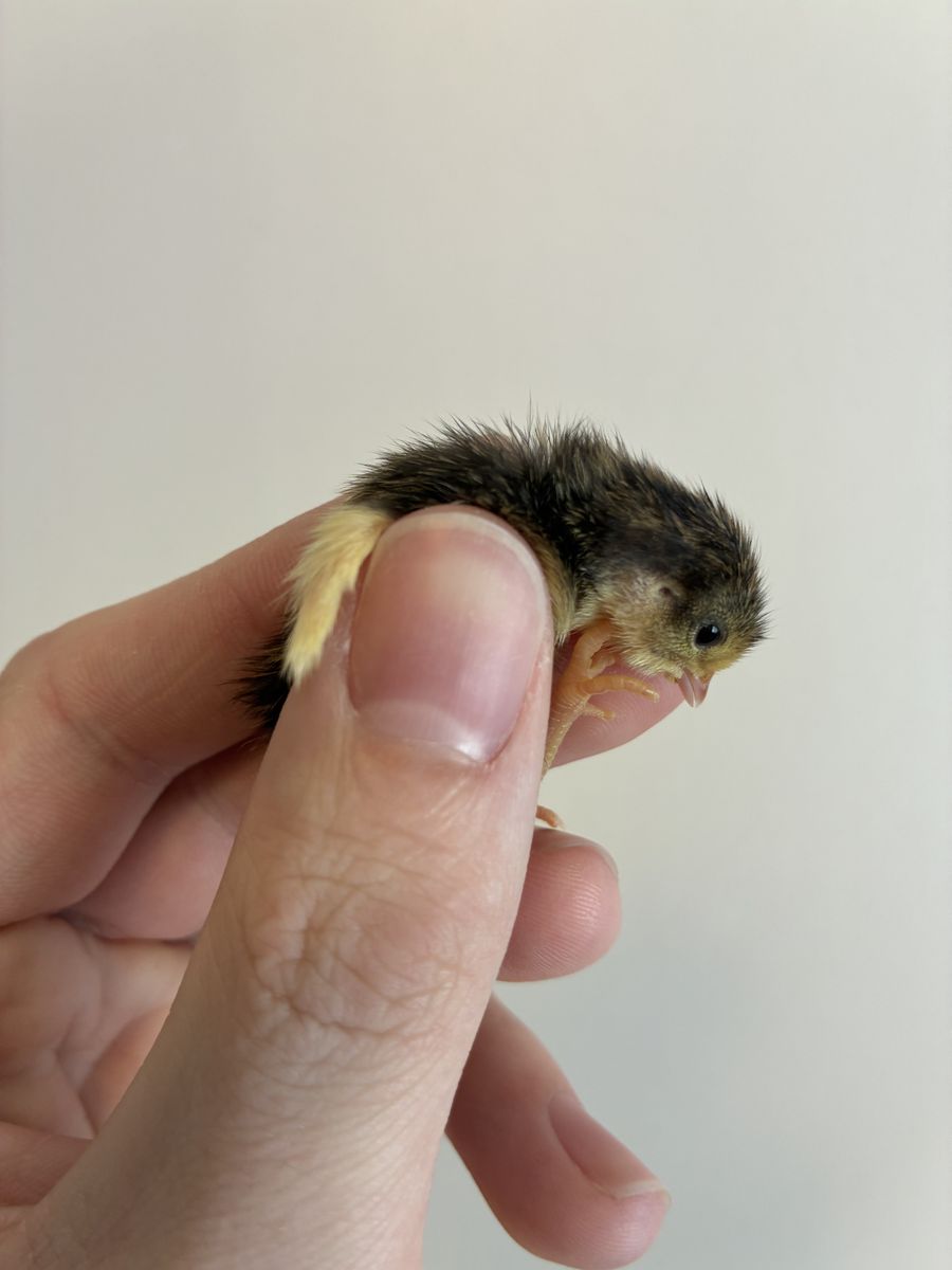 *Sale* Baby Button Quail