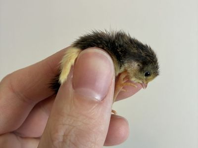 *Sale* Baby Button Quail