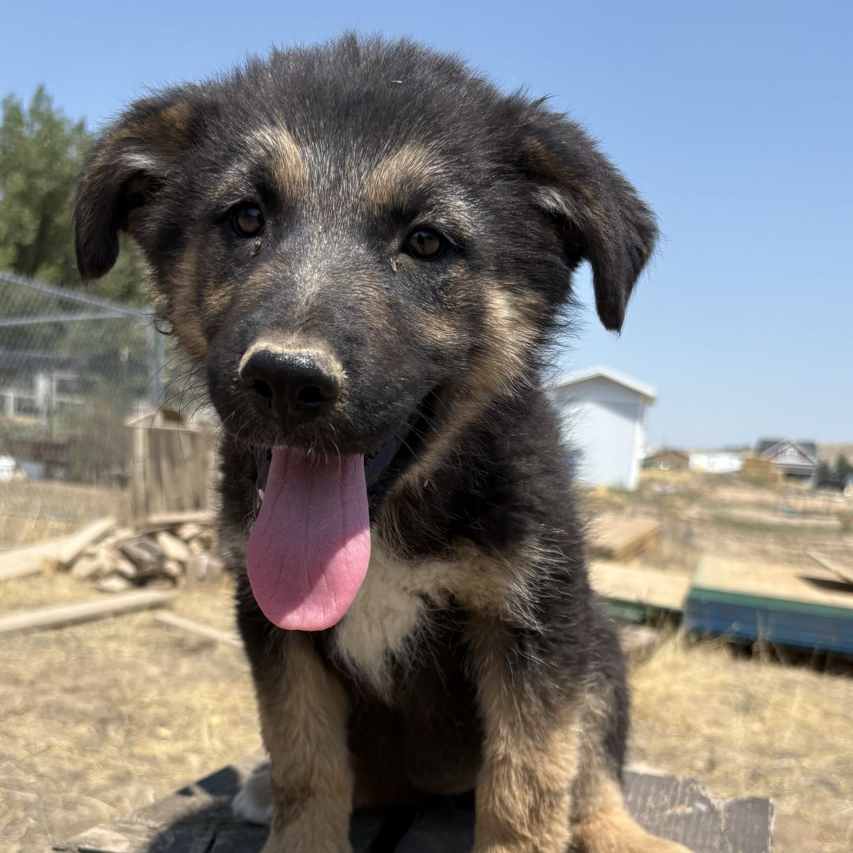Puppy