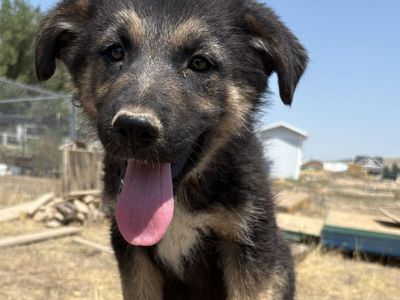 Puppy