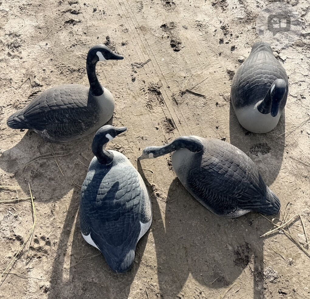 Canada Goose Decoys