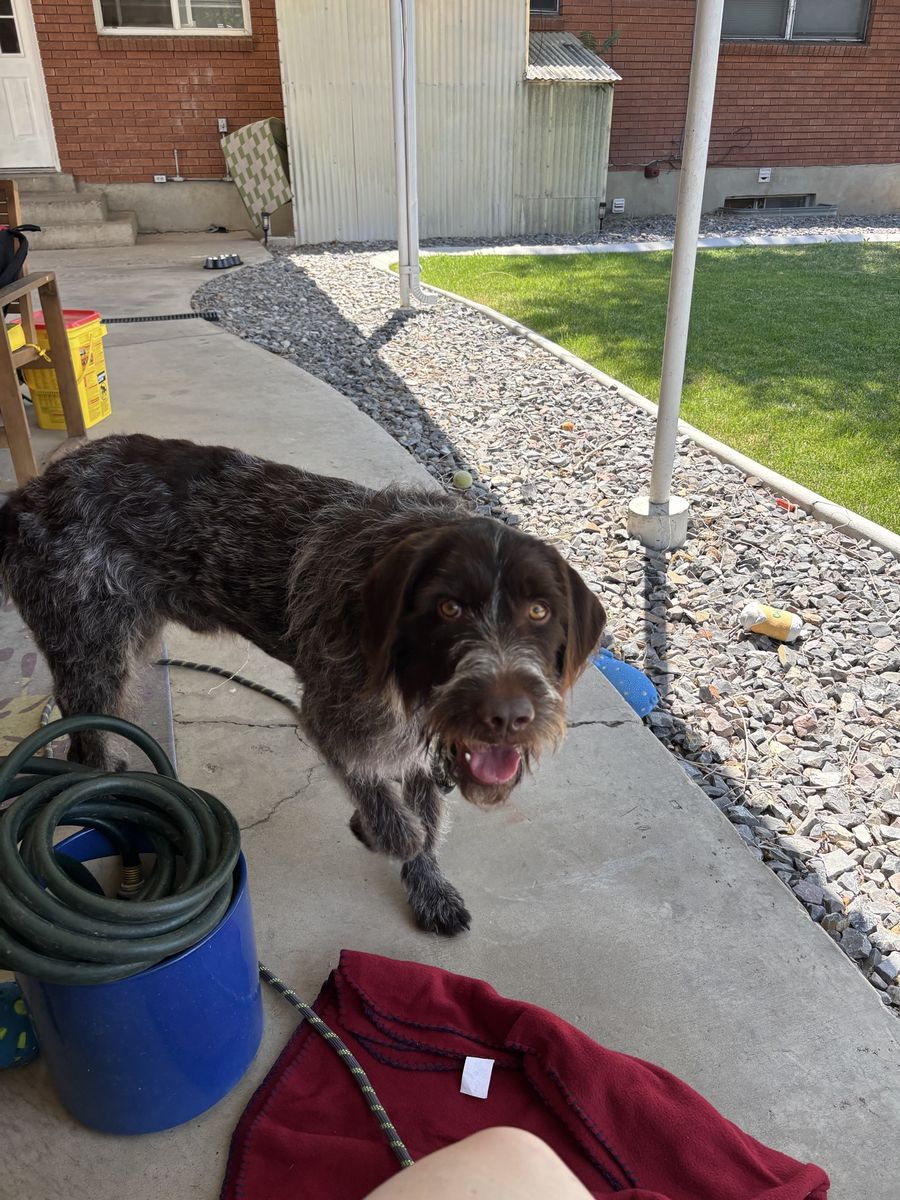 Wirehaired Pointing Griffon / German Wirehaired Pointer Dog