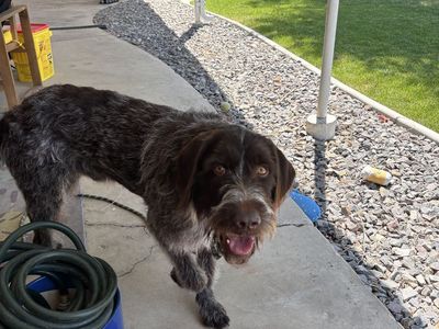 Wirehaired Pointing Griffon / German Wirehaired Pointer Dog