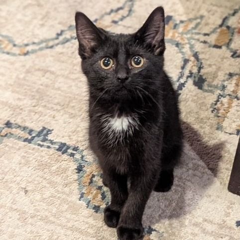 Hello my name is Harp