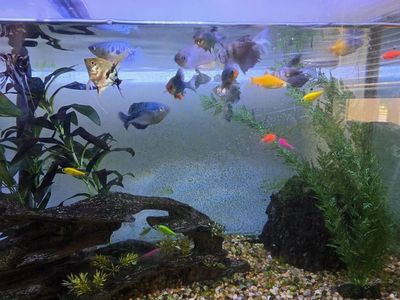75-Gallon Aquarium Tank + Stand and Accessories
