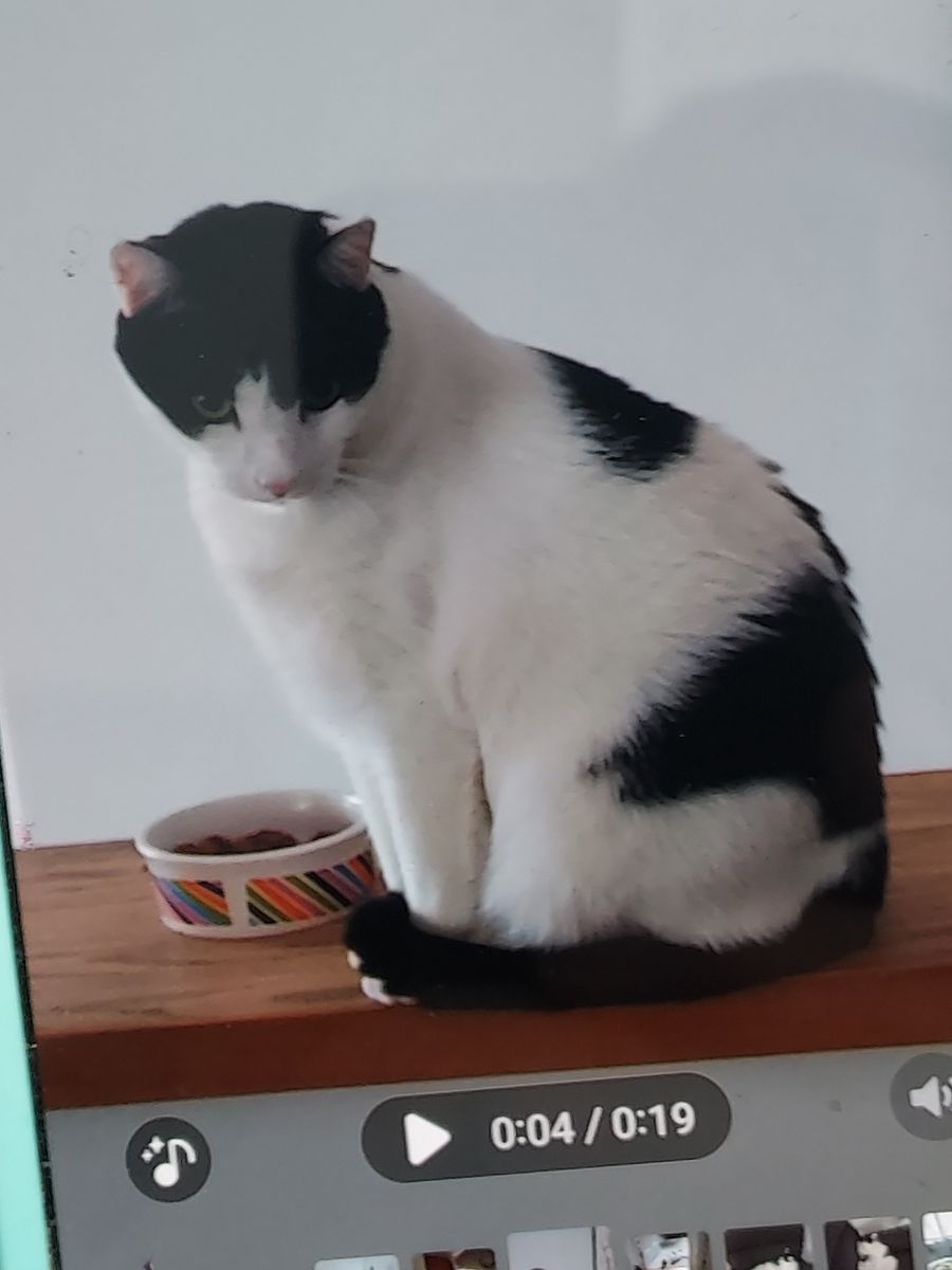 missing cat