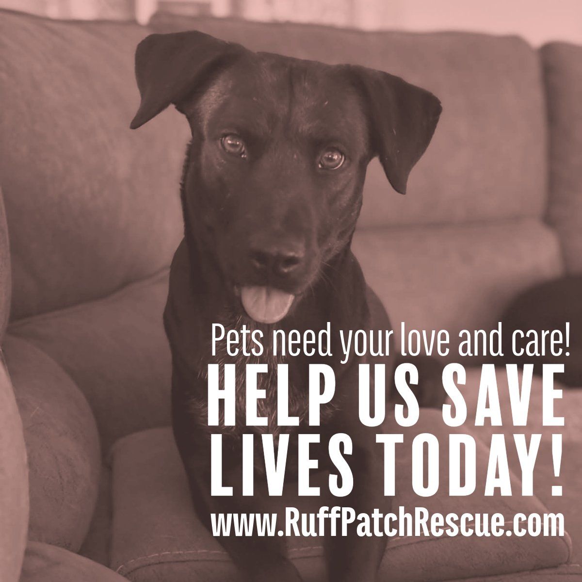 Foster Families Needed!