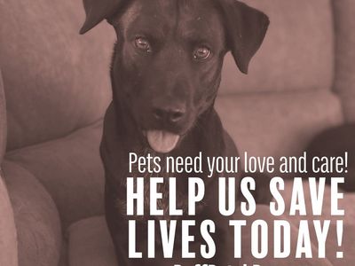 Foster Families Needed!