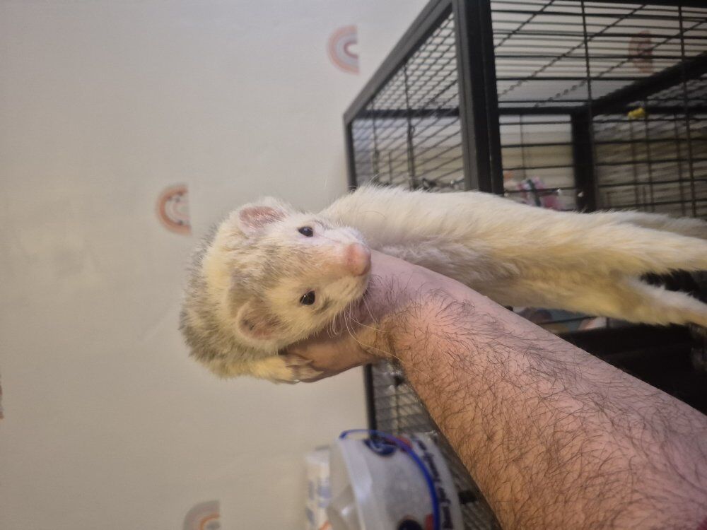 Ferret