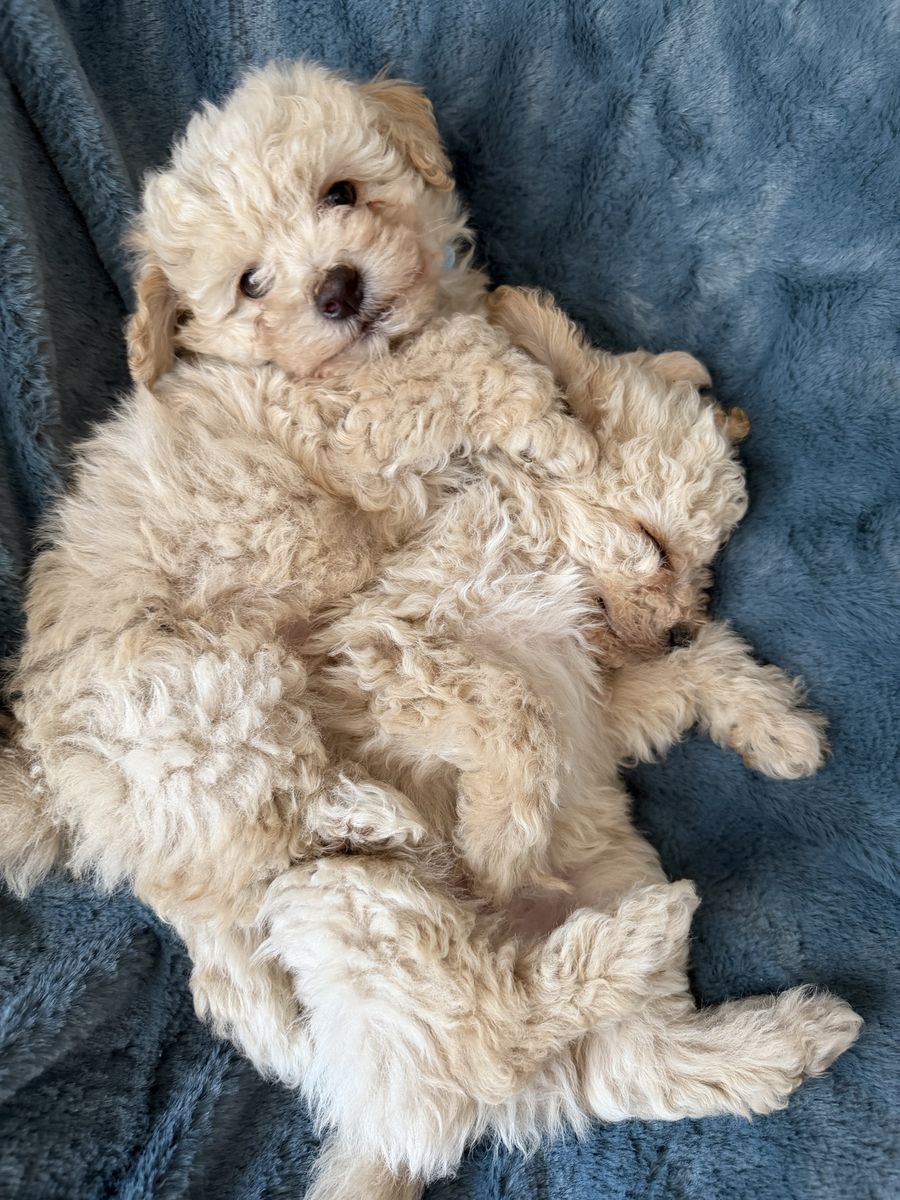 Maltipoo poodles puppies