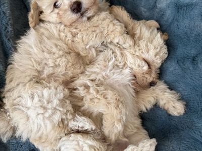 Maltipoo poodles puppies