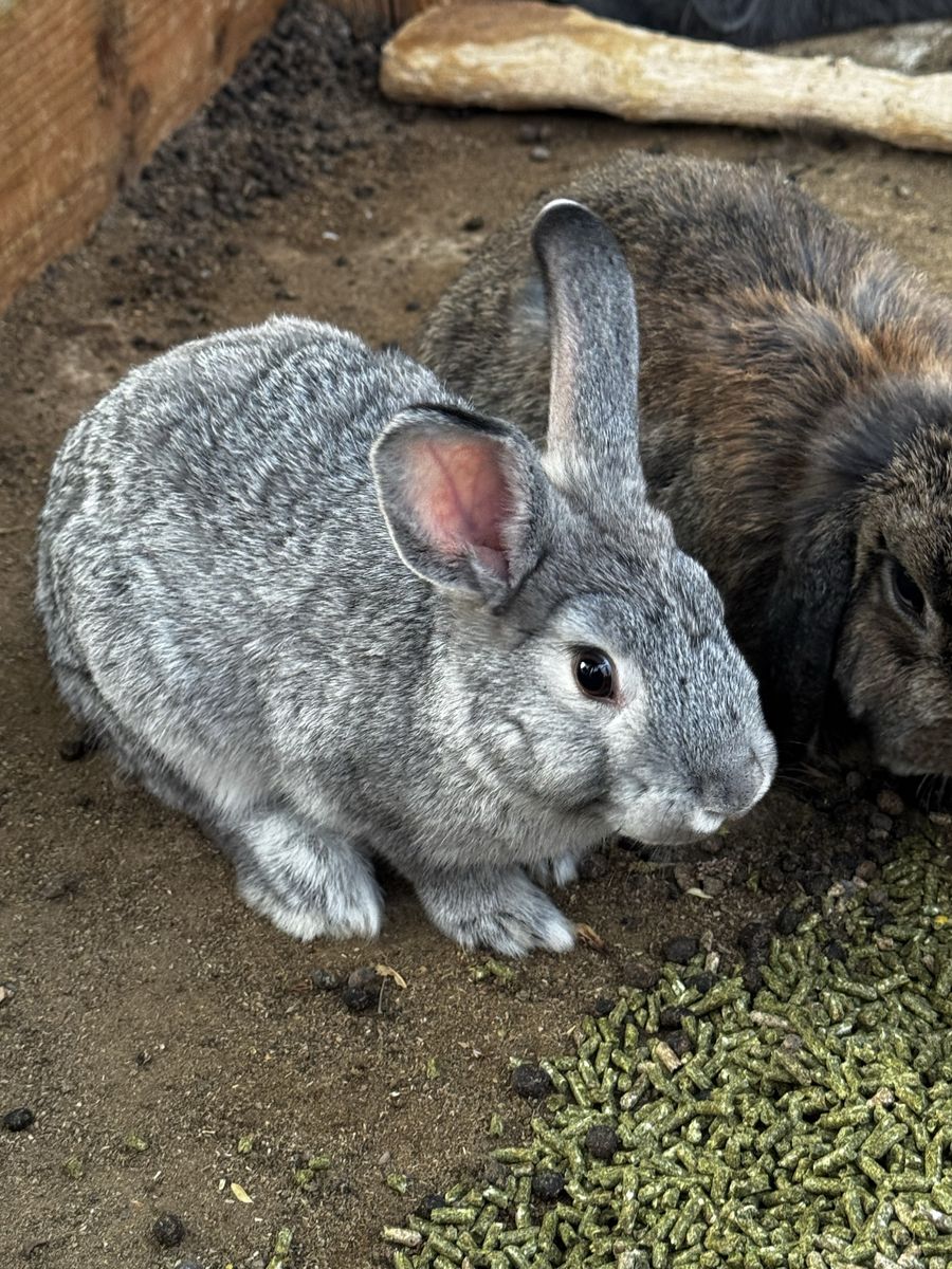 Rex Bunnies