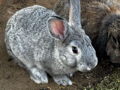 Rex Bunnies