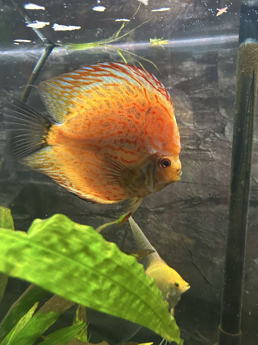 Male discus 6+ Inches