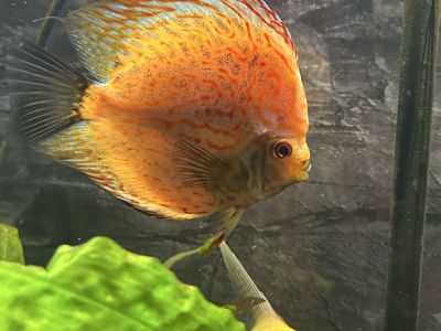 Male discus 6+ Inches