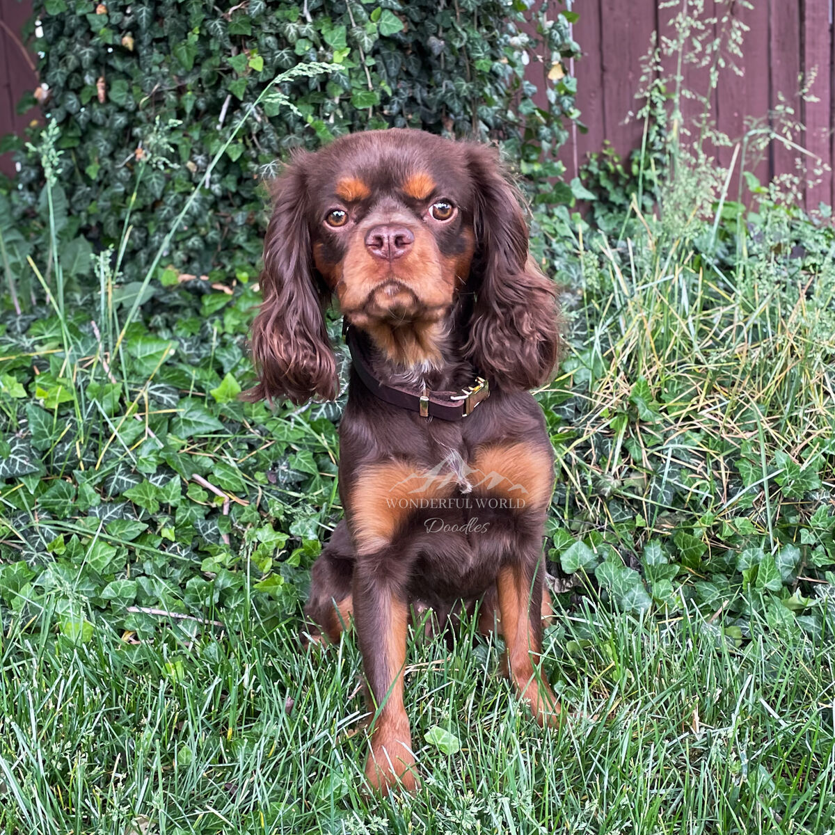 AKC Chocolate Cavalier!