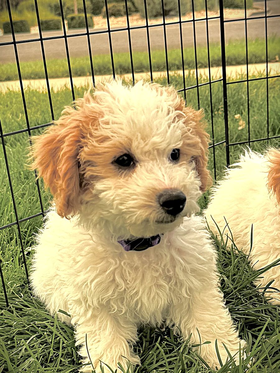 Micro Mini Goldendoodles F1B
