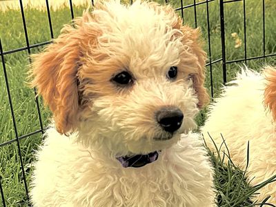 Micro Mini Goldendoodles F1B