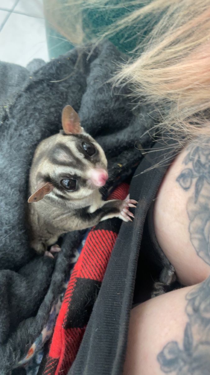 Male three year old neutered sugar glider
