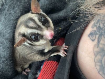 Male three year old neutered sugar glider