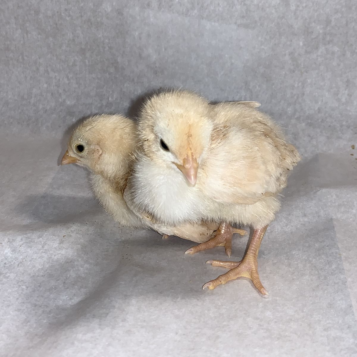 Buff Orpington Chicks