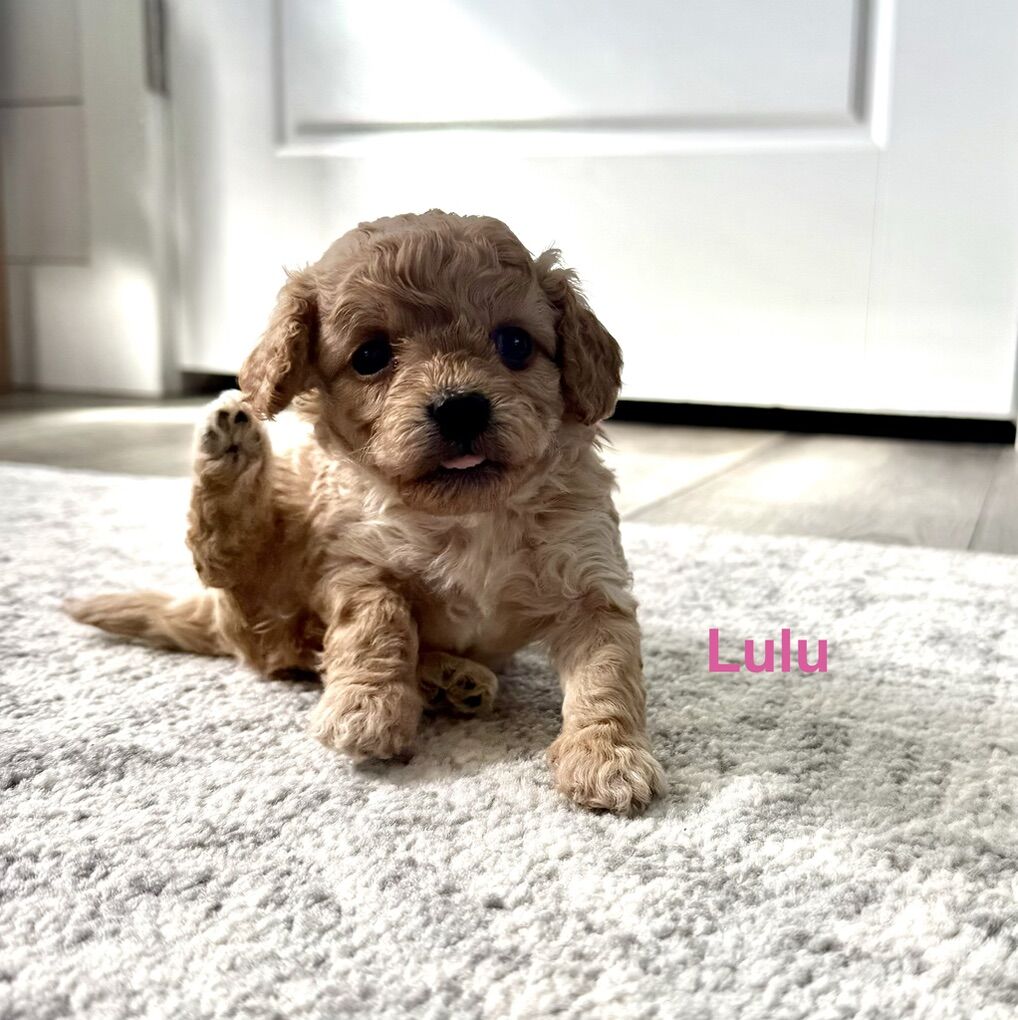 Tiny Cavapoo Puppies F1b