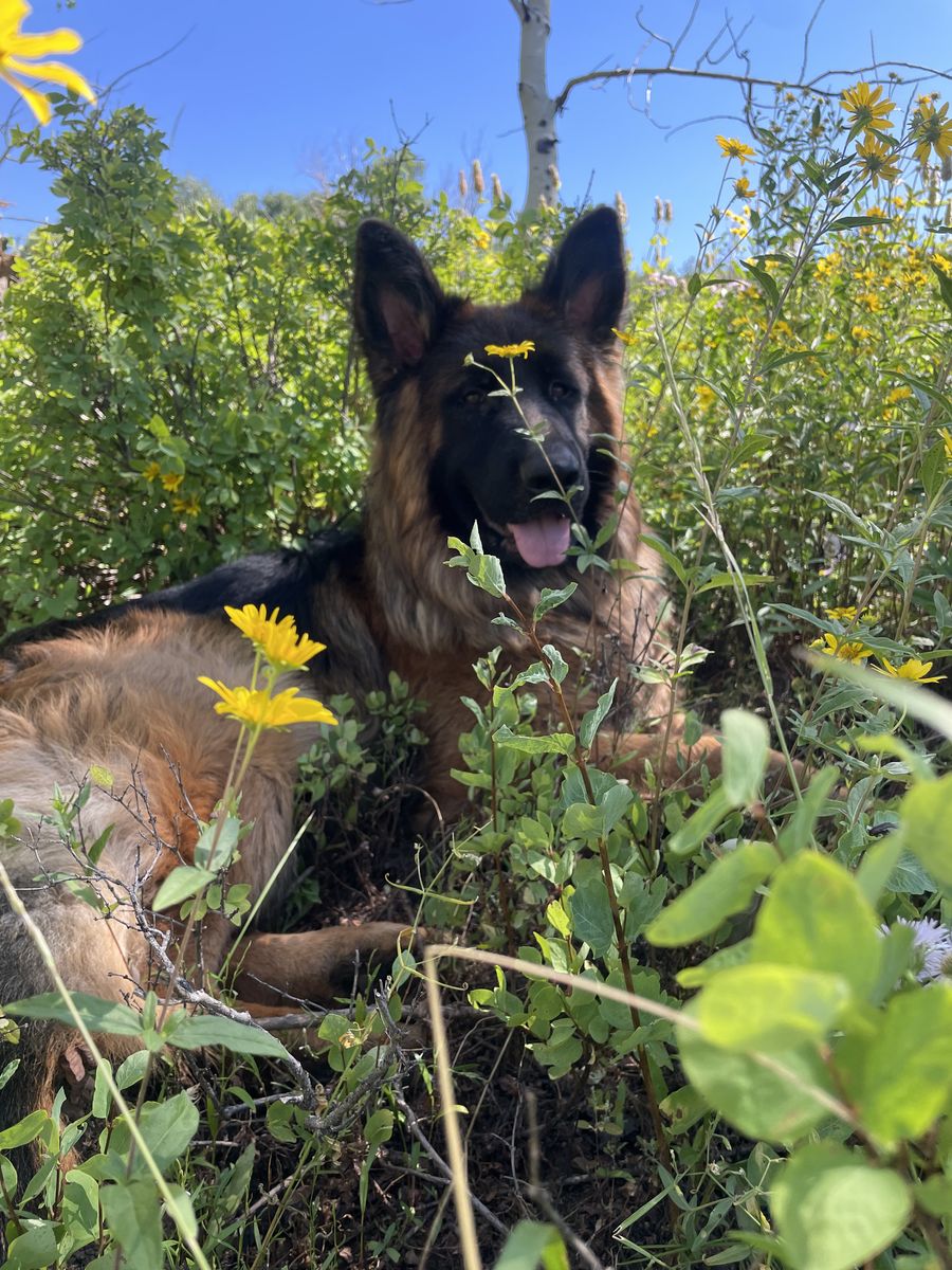 German Shepherd Long Hair