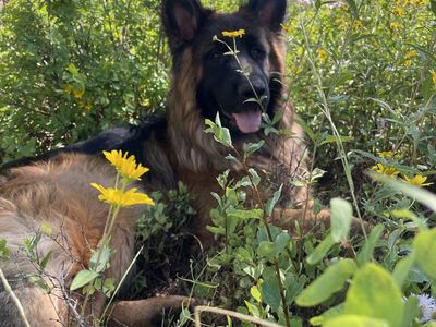 German Shepherd Long Hair