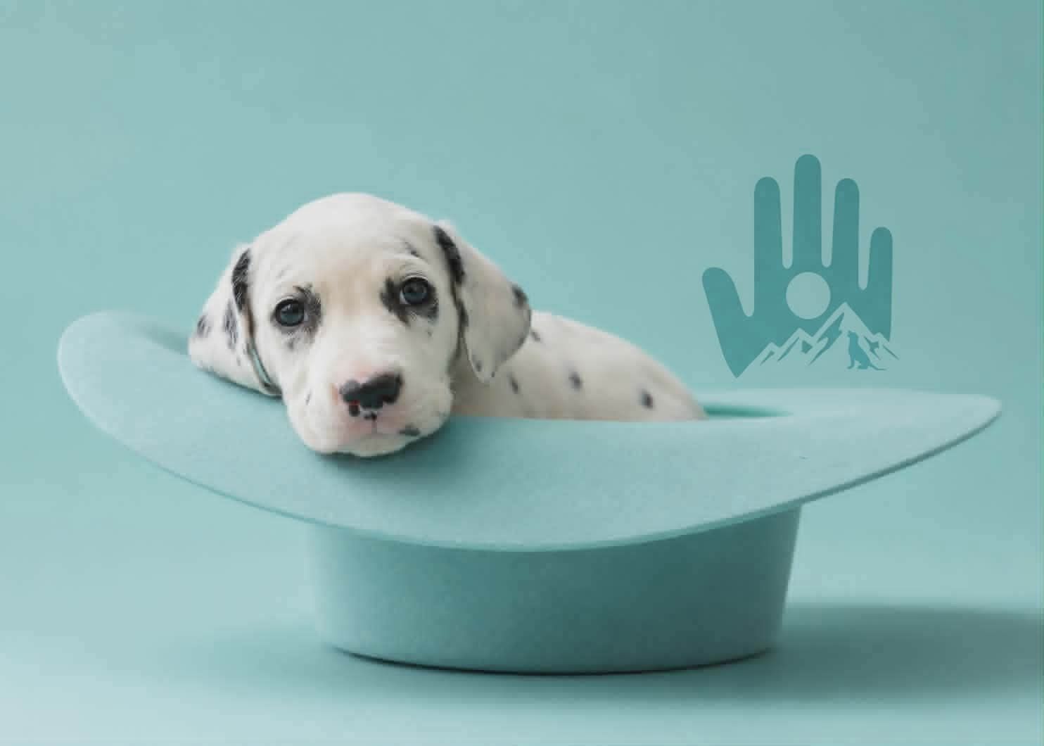 Dalmatian Puppy