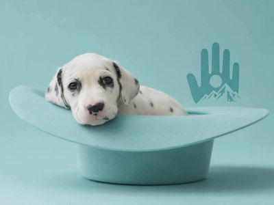 Dalmatian Puppy