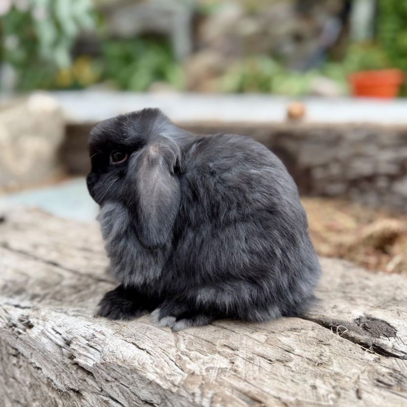 Purebred Pedigreed Holland Lop Buck
