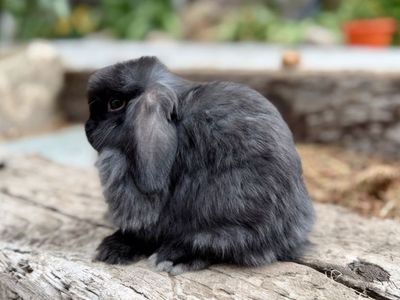 Purebred Pedigreed Holland Lop Buck