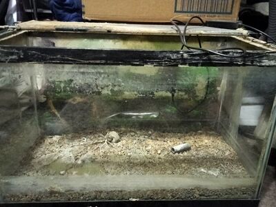 10 gal fish tank and led light