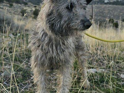 Bailey, an Irish Wolfhound mix