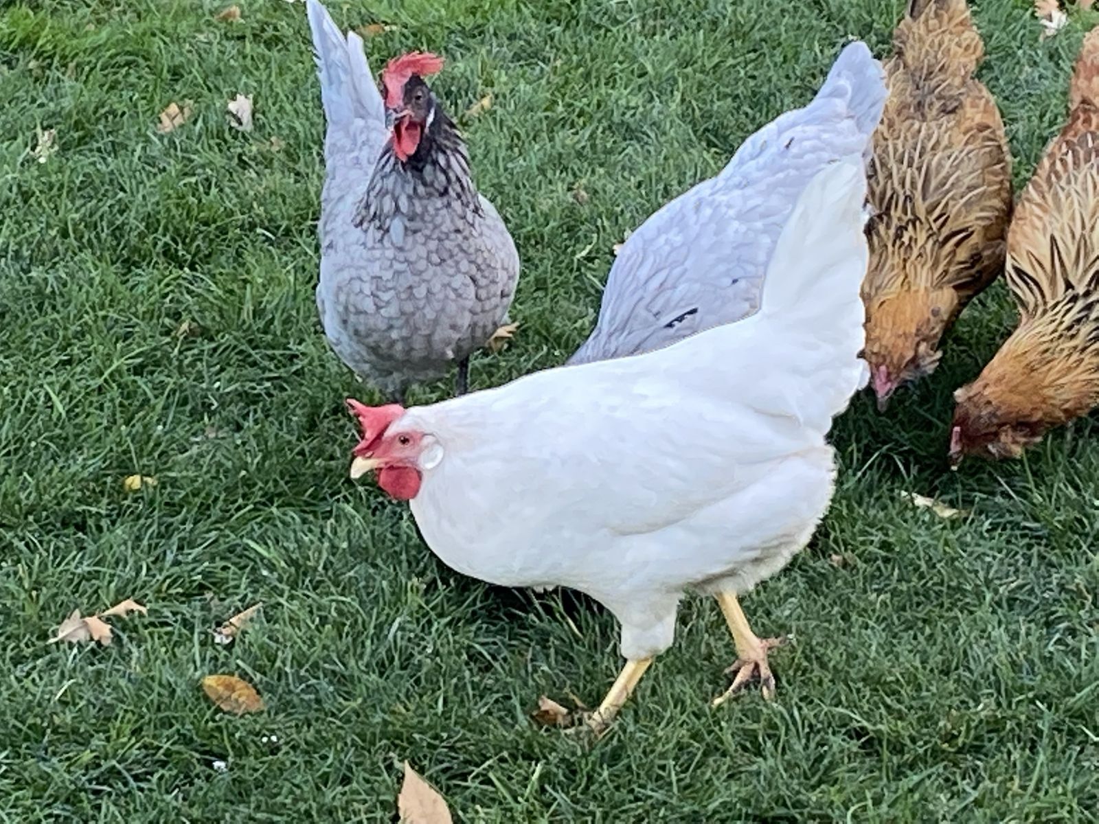 Rooster