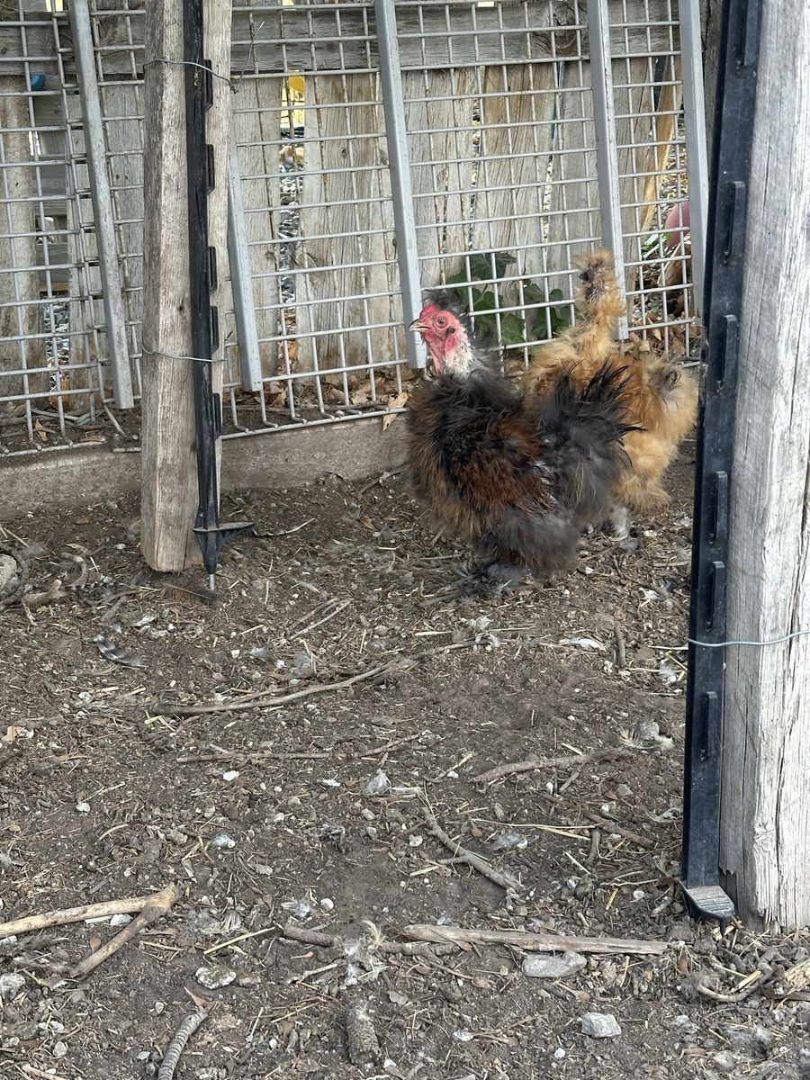 Bantam chicken free