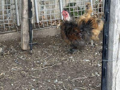 Bantam chicken free