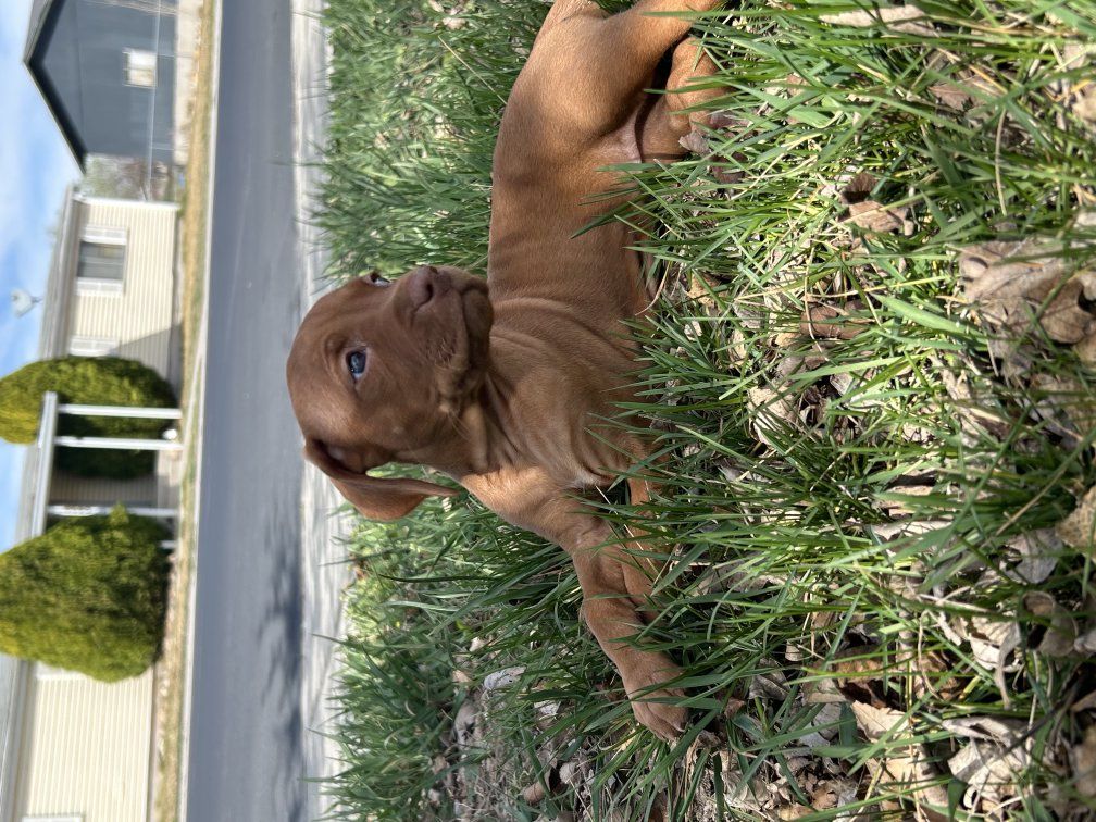 BEAUTIFUL VIZSLA PUPPIES